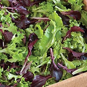 David's Garden Seeds Lettuce Mix Five Star Greenhouse 1934 (Multi) 200 Non-GMO, Open Pollinated Seeds