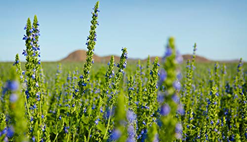 Chia Seeds for Planting, 1000+ Seeds Per Packet,Herb/Flower, (Isla's Garden Seeds), Non GMO & Heirloom Seeds, Scientific Name: Salvia hispanica, Great Gift