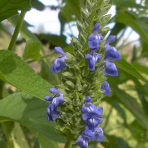 Chia Seeds for Planting, 1000+ Seeds Per Packet,Herb/Flower, (Isla's Garden Seeds), Non GMO & Heirloom Seeds, Scientific Name: Salvia hispanica, Great Gift