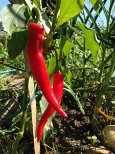 cayenne red long pepper – 100 seeds -garden fresh pack!