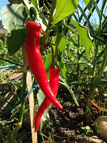 Cayenne Red Long Pepper - 100 Seeds -GARDEN FRESH PACK!