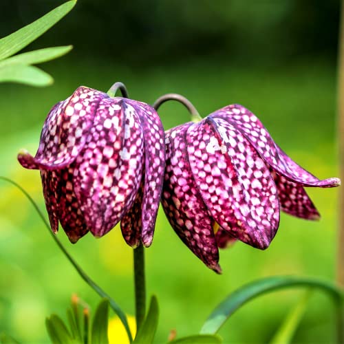 5 Fritillaria Meleagris Checkered Lily Tubers, Ornament Garden, Can Grow in Pot