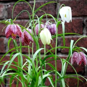 5 Fritillaria Meleagris Checkered Lily Tubers, Ornament Garden, Can Grow in Pot