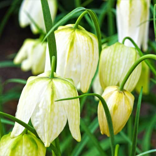 5 Fritillaria Meleagris Checkered Lily Tubers, Ornament Garden, Can Grow in Pot