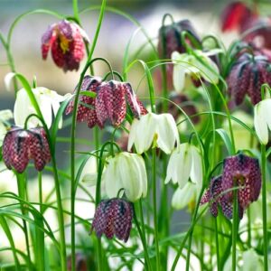 5 Fritillaria Meleagris Checkered Lily Tubers, Ornament Garden, Can Grow in Pot