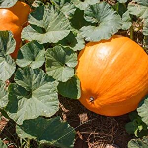 Howden's Field Pumpkin Seeds for Planting, 20+ Heirloom Seeds Per Packet, (Isla's Garden Seeds), Non GMO Seeds, Botanical Name: Cucurbita Pepo, Great Home Garden Gift