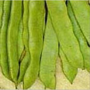 romano pole beans seeds (20+ seeds) | non gmo | vegetable fruit herb flower seeds for planting | home garden greenhouse pack