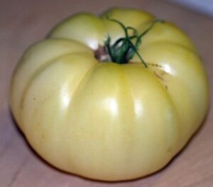 white wonder beefsteak tomato unique heirloom! #221 (85 seeds, or 1/4 gram)