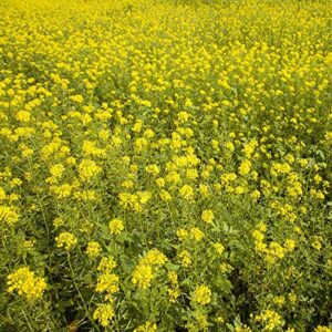 outsidepride white mustard cover crop & forage plant seed – 5 lbs