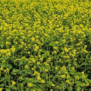 Outsidepride White Mustard Cover Crop & Forage Plant Seed - 5 LBS