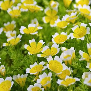 outsidepride limnanthes douglasii poached egg plant garden flower seeds – 1000 seeds