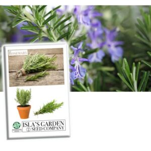 rosemary seeds for planting, 100+ heirloom seeds per packet, (isla’s garden seeds), non gmo seeds, fragrant herb, botanical name: salvia rosmarinus, great home garden gift