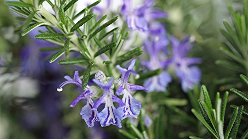 Rosemary Seeds for Planting, 100+ Heirloom Seeds Per Packet, (Isla's Garden Seeds), Non GMO Seeds, Fragrant Herb, Botanical Name: Salvia rosmarinus, Great Home Garden Gift