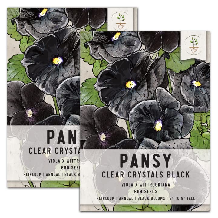 Seed Needs, Clear Crystals Black Pansy Seeds for Planting (Viola x wittrockiana) Twin Pack of 600 Seeds Each - Heirloom & Open Pollinated