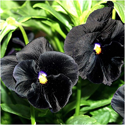 Seed Needs, Clear Crystals Black Pansy Seeds for Planting (Viola x wittrockiana) Twin Pack of 600 Seeds Each - Heirloom & Open Pollinated