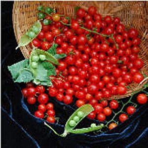 sweet pea currant tomato seeds (20+ seeds) | non gmo | vegetable fruit herb flower seeds for planting | home garden greenhouse pack