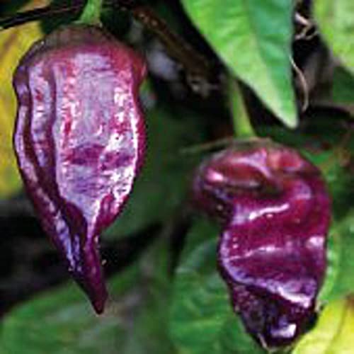 Bhut Jolokia Ghost Hot Peppers (Purple) Seeds (20+ Seeds) | Non GMO | Vegetable Fruit Herb Flower Seeds for Planting | Home Garden Greenhouse Pack