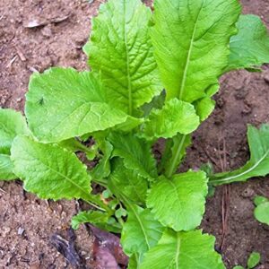 Turnip Seeds,Turnip, Seven Top, Heirloom, 50+ Seeds, Non GMO,vegatable