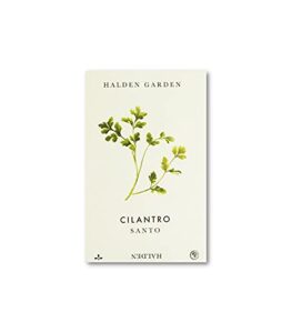 halden garden cilantro ‘santo’ coriandrum sativum