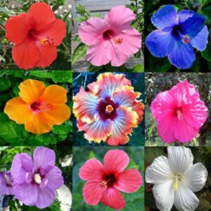 daisy garden 100 pcs hibiscus flower seeds mixed giant perennial exotic plant bonsai for home