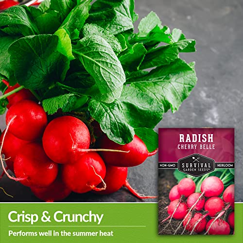 Survival Garden Seeds - Cherry Belle Radish Seed for Planting - Packet with Instructions to Plant and Grow Quick-Growing Delicious Red Radishes in Your Home Vegetable Garden - Non-GMO Heirloom Variety