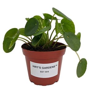 hirt’s gardens chinese money plant – pilea peperomioides – 4″ pot