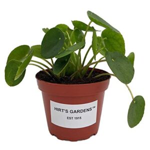 Hirt's Gardens Chinese Money Plant - Pilea peperomioides - 4" Pot