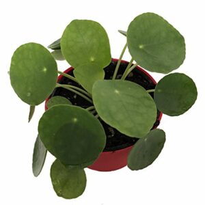 Hirt's Gardens Chinese Money Plant - Pilea peperomioides - 4" Pot