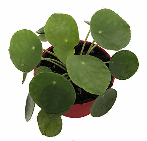 Hirt's Gardens Chinese Money Plant - Pilea peperomioides - 4" Pot