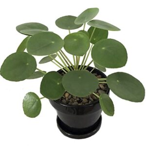 Hirt's Gardens Chinese Money Plant - Pilea peperomioides - 4" Pot