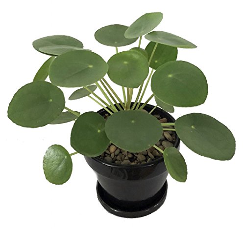 Hirt's Gardens Chinese Money Plant - Pilea peperomioides - 4" Pot