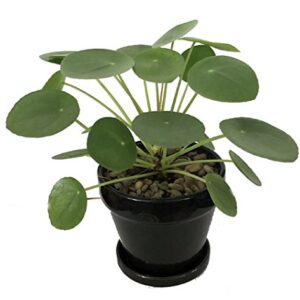 Hirt's Gardens Chinese Money Plant - Pilea peperomioides - 4" Pot