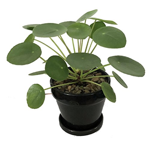 Hirt's Gardens Chinese Money Plant - Pilea peperomioides - 4" Pot