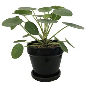 Hirt's Gardens Chinese Money Plant - Pilea peperomioides - 4" Pot