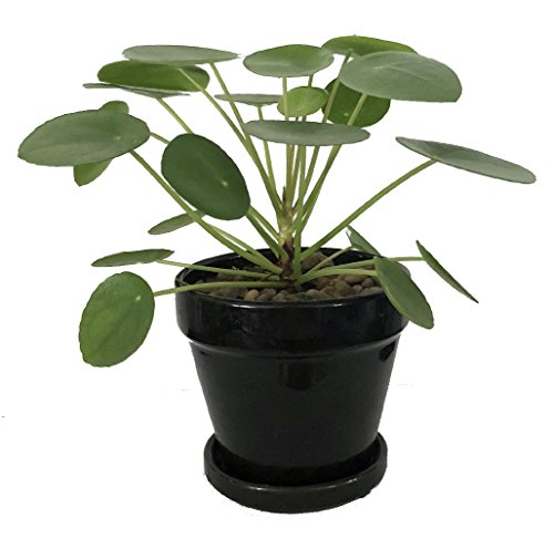 Hirt's Gardens Chinese Money Plant - Pilea peperomioides - 4" Pot