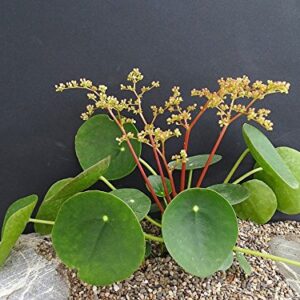 Hirt's Gardens Chinese Money Plant - Pilea peperomioides - 4" Pot