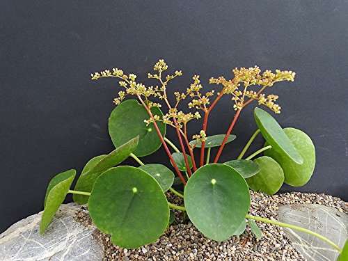 Hirt's Gardens Chinese Money Plant - Pilea peperomioides - 4" Pot