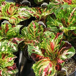 chuxay garden wizard mosaic coleus-painted nettle 500 seeds showy accent plant easily grow