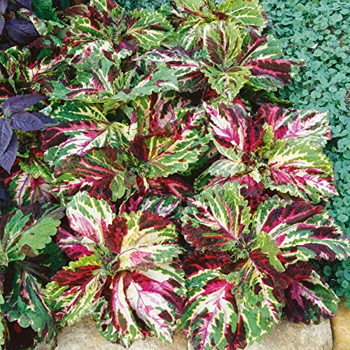 CHUXAY GARDEN Wizard Mosaic Coleus-Painted Nettle 500 Seeds Showy Accent Plant Easily Grow