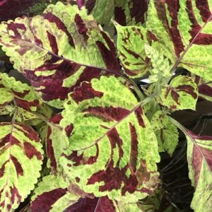 CHUXAY GARDEN Wizard Mosaic Coleus-Painted Nettle 500 Seeds Showy Accent Plant Easily Grow