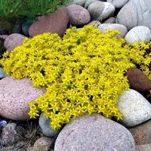 chuxay garden yellow sedum acre-goldmoss stonecrop,mossy stonecrop,goldmoss sedum,biting stonecrop,wallpepper 500 seeds for planting landscaping rocks overseed existing lawn ornamental garden plants
