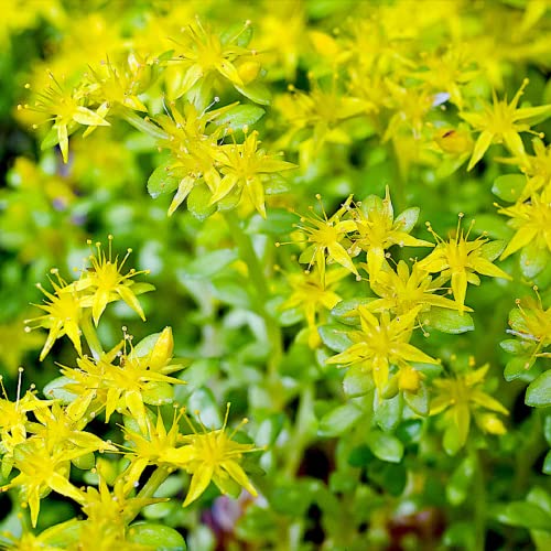 CHUXAY GARDEN Yellow Sedum Acre-Goldmoss Stonecrop,Mossy Stonecrop,Goldmoss Sedum,Biting Stonecrop,Wallpepper 500 Seeds for Planting Landscaping Rocks Overseed Existing Lawn Ornamental Garden Plants