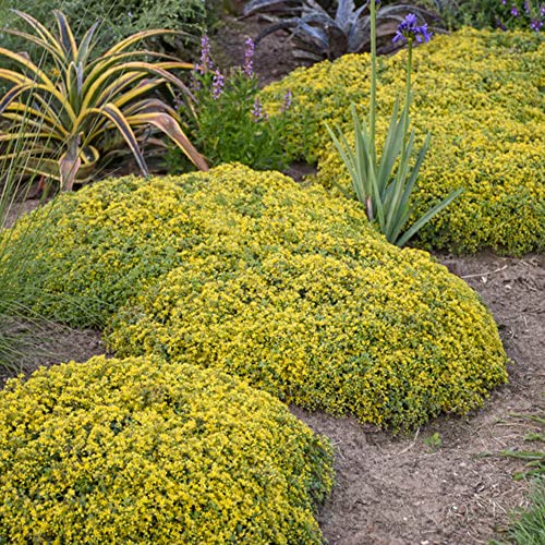 CHUXAY GARDEN Yellow Sedum Acre-Goldmoss Stonecrop,Mossy Stonecrop,Goldmoss Sedum,Biting Stonecrop,Wallpepper 500 Seeds for Planting Landscaping Rocks Overseed Existing Lawn Ornamental Garden Plants