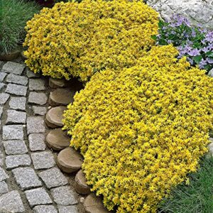 CHUXAY GARDEN Yellow Sedum Acre-Goldmoss Stonecrop,Mossy Stonecrop,Goldmoss Sedum,Biting Stonecrop,Wallpepper 500 Seeds for Planting Landscaping Rocks Overseed Existing Lawn Ornamental Garden Plants