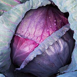 Cabbage, Red Acre Seeds, Non-GMO, 25+ Seeds per Package, This Hardy, Healthy and Delicious Crop is Easy to Grow and Ideal for Small and Large Gardens . Jacobs Ladder Ent.