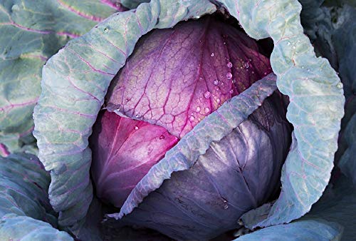 Cabbage, Red Acre Seeds, Non-GMO, 25+ Seeds per Package, This Hardy, Healthy and Delicious Crop is Easy to Grow and Ideal for Small and Large Gardens . Jacobs Ladder Ent.