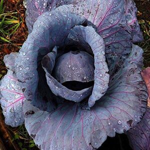 Cabbage, Red Acre Seeds, Non-GMO, 25+ Seeds per Package, This Hardy, Healthy and Delicious Crop is Easy to Grow and Ideal for Small and Large Gardens . Jacobs Ladder Ent.