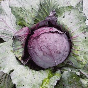 Cabbage, Red Acre Seeds, Non-GMO, 25+ Seeds per Package, This Hardy, Healthy and Delicious Crop is Easy to Grow and Ideal for Small and Large Gardens . Jacobs Ladder Ent.