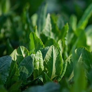 outsidepride garden sorrel culinary herb garden plant for soups & salads – 10000 seeds