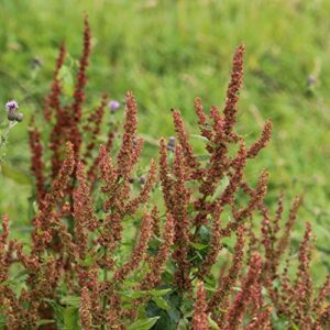 Outsidepride Garden Sorrel Culinary Herb Garden Plant for Soups & Salads - 10000 Seeds